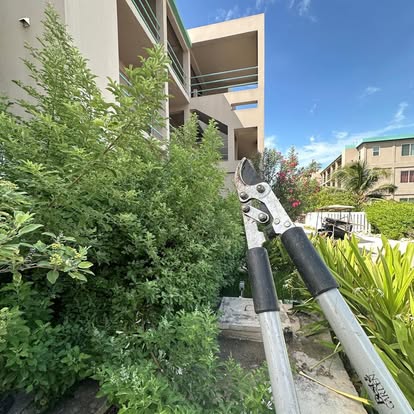 Professional hedge care