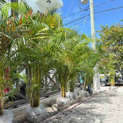 Palm installation